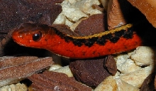 Male Flame Garter
