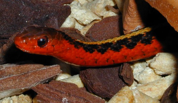 Male Flame Garter