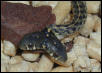 two headed chequered garter snake