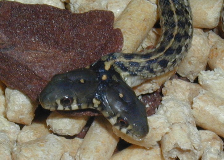 two headed chequered garter snake