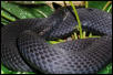 melanistic