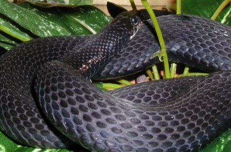 melanistic