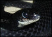 melanistic2