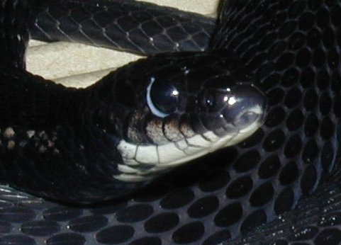 melanistic2