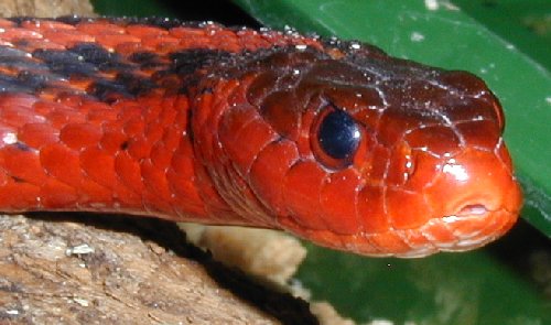Female flame