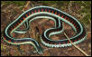 old snake