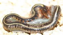 Newborn concinnus