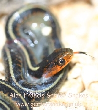 Newborn concinnus
