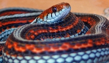 San Francisco garter snake