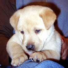 Lab puppy (chow mix)