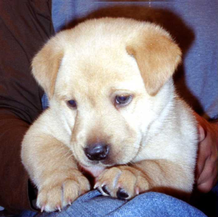 Lab puppy (chow mix)