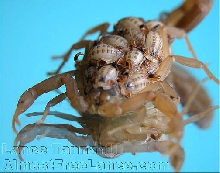 Scorpion babies on mother