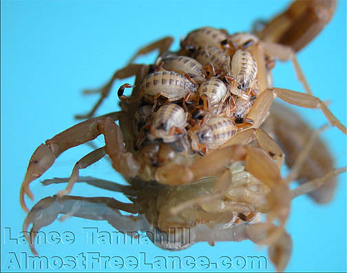 Scorpion babies on mother