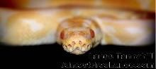 Albino Ball Python