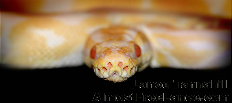 Albino Ball Python