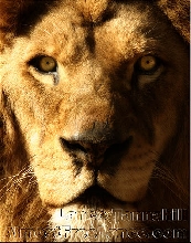 African Lion