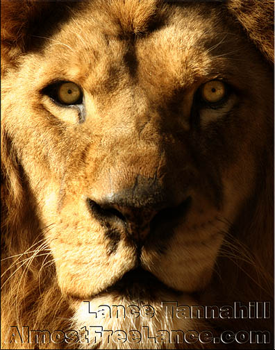 African Lion