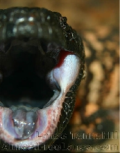 Gila Monster