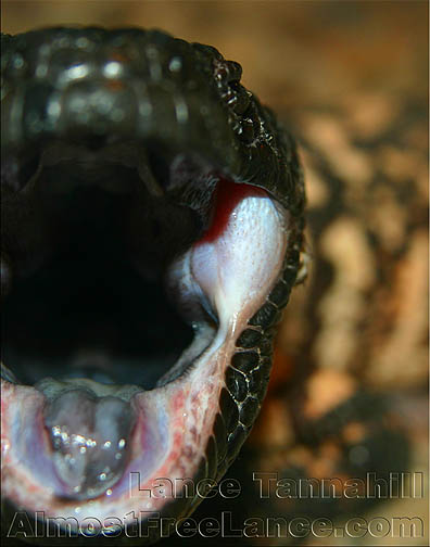 Gila Monster