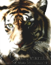 Sumatran Tiger