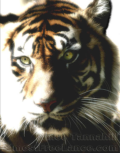 Sumatran Tiger