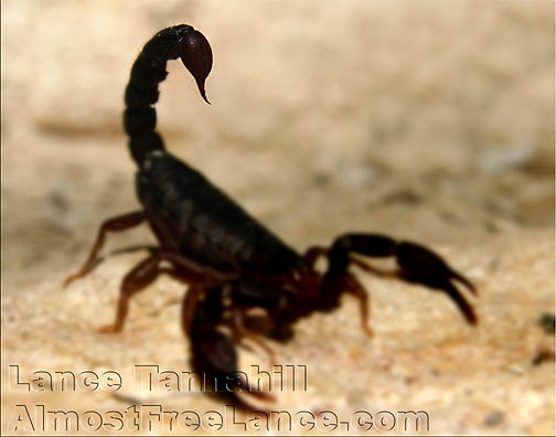 Scorpion