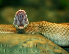 Patternless southern copperhead yawning