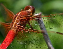 Red Dragon
