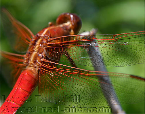 Red Dragon