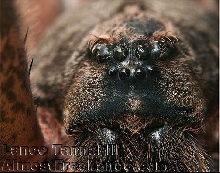 Giant Carolina Wolf Spider