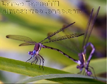 Great Spreadwing Damselflies mating