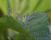 Green Lynx Spider