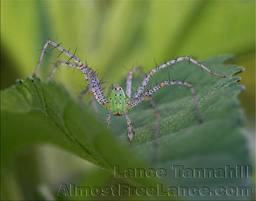 Green Lynx Spider