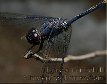 Black Setwing Dragonfly