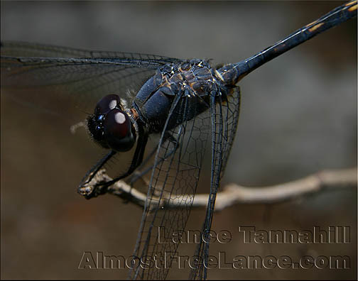 Black Setwing Dragonfly