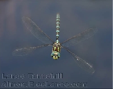 Aeshna Darner Dragonfly