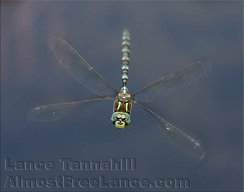 Aeshna Darner Dragonfly