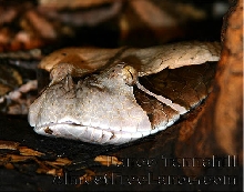 East African Gaboon Viper