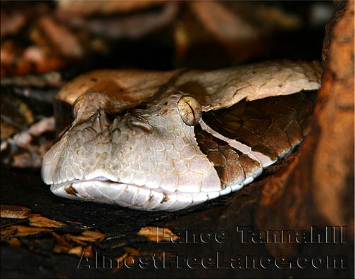 East African Gaboon Viper