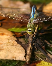 Green Darner Dragonfly
