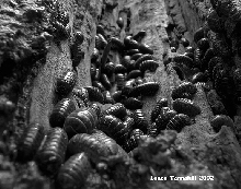 "Pillbug Convention"
