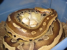 Egg laying borneo stp