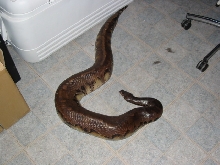Dark Borneo STP