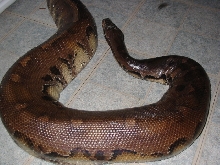 Dark Borneo STP