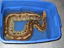 Gravid Borneo going thru a soak