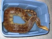 Possible gravid sarawak stp