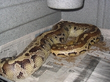 Gravid female borneo