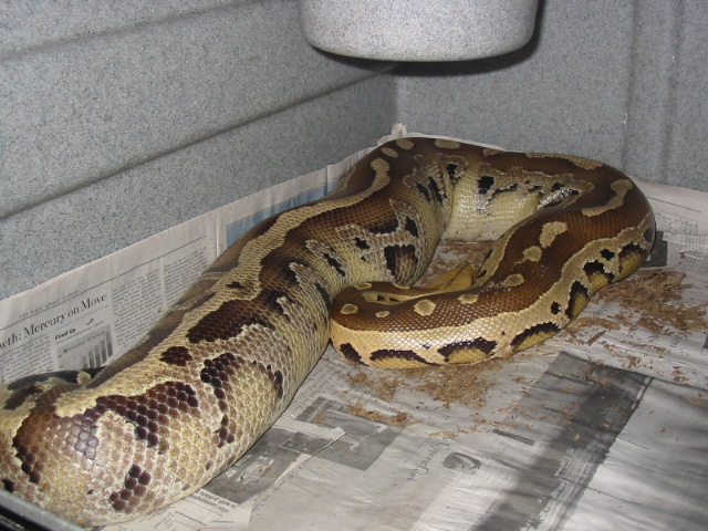 Gravid female borneo