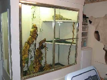 Iguana House Photo