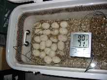 Borneo Short-tail Eggs 03-06-2005